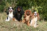 CAVALIER KING CHARLES 678